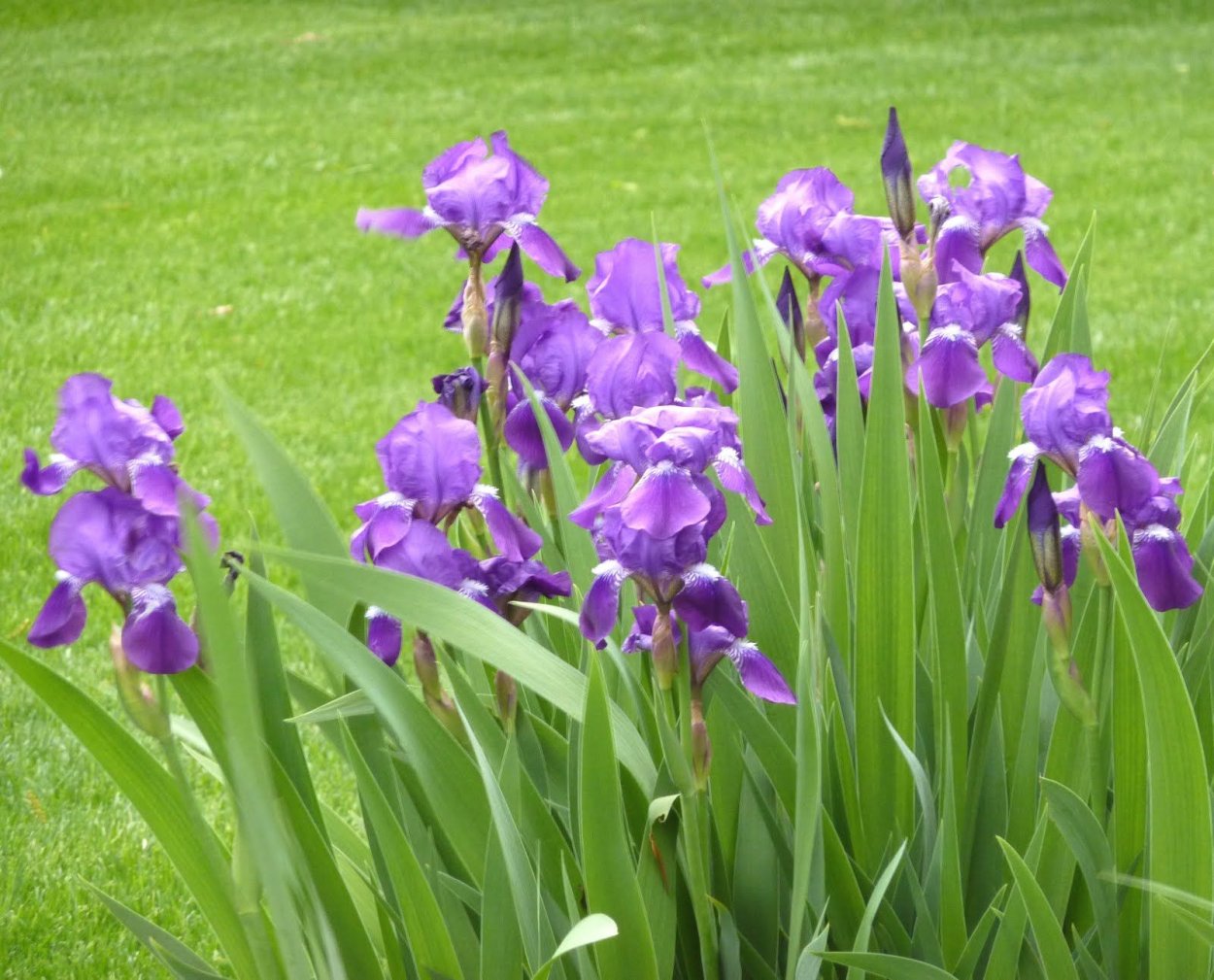 Ирис Касатик