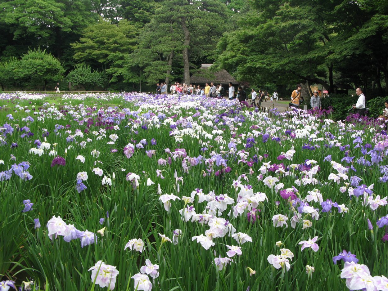 Ирис Сибирский Мэджик