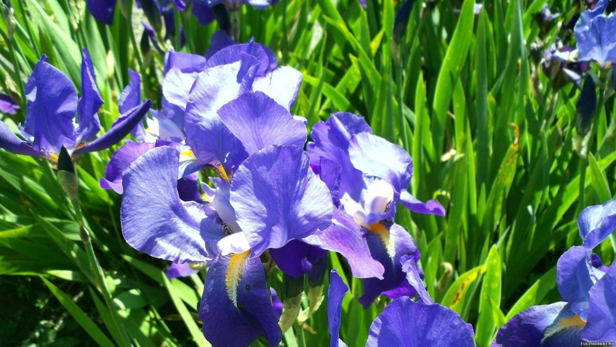 Ирис садовый (Iris Hybrid)