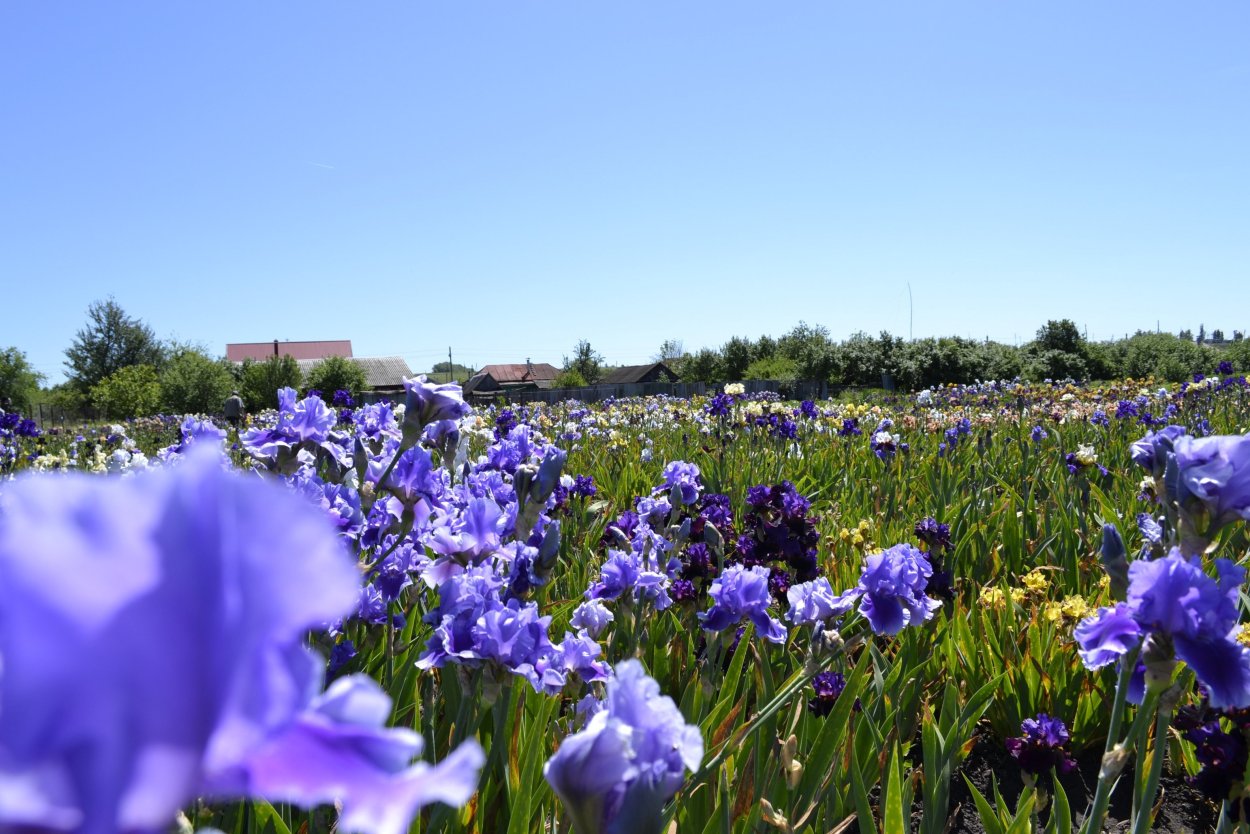 Мельников Иван ирисы