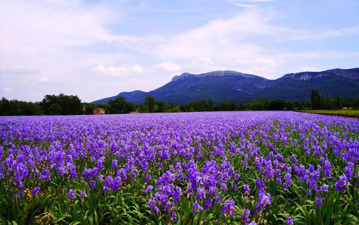 Поле с ирисами
