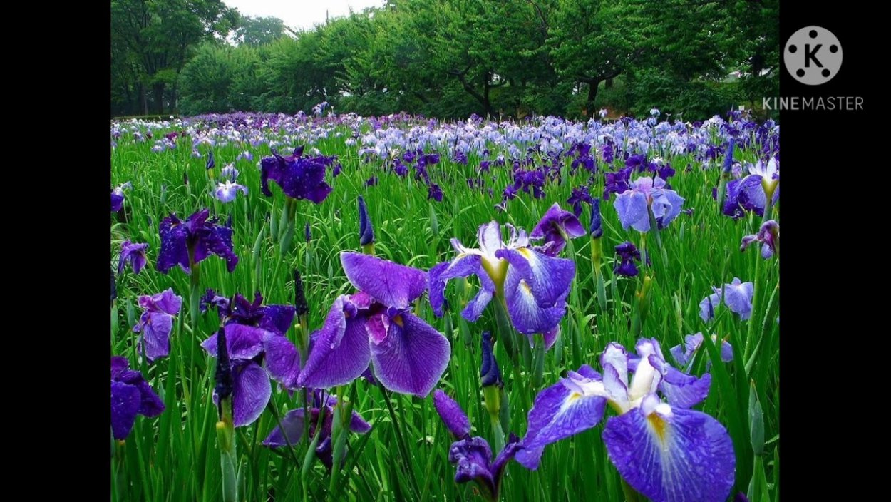 Ирис Сибирский Суон ин Флайт