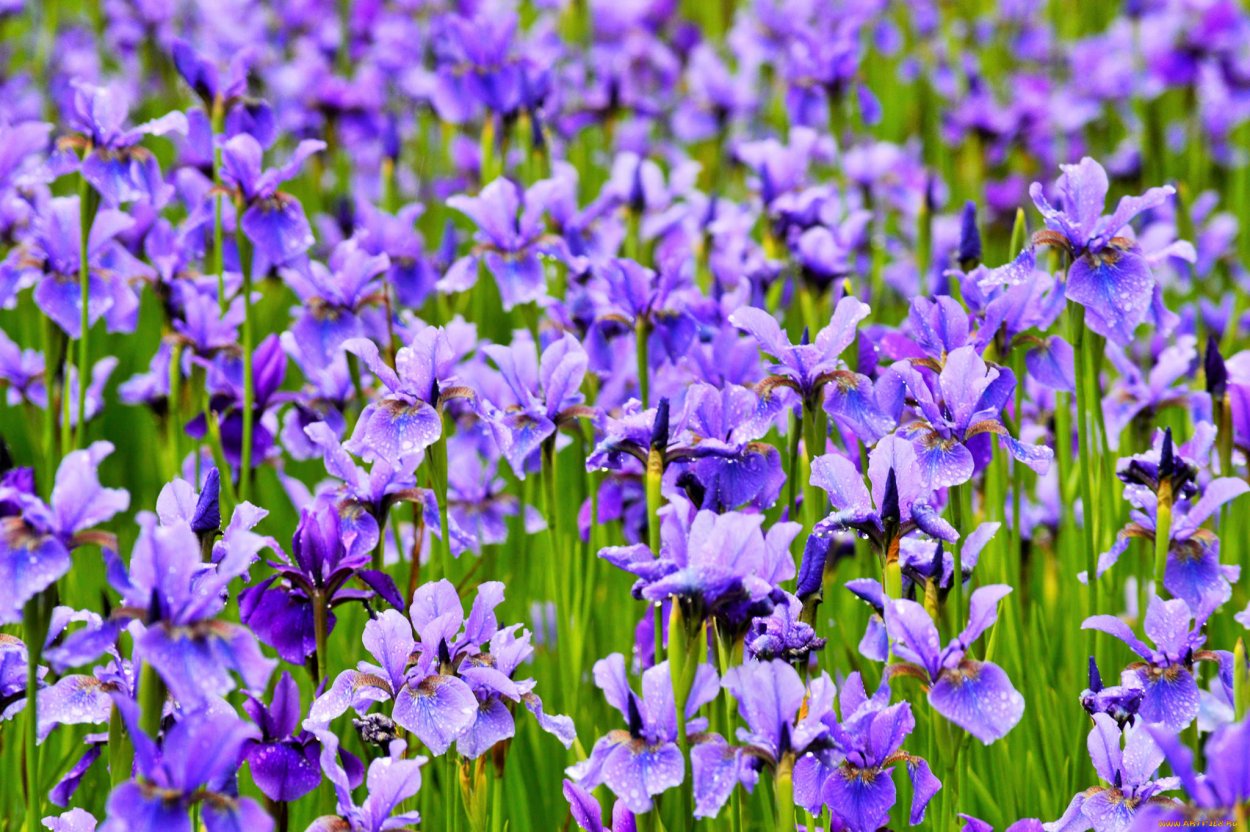 Ирис Сибирский 'Blue King'