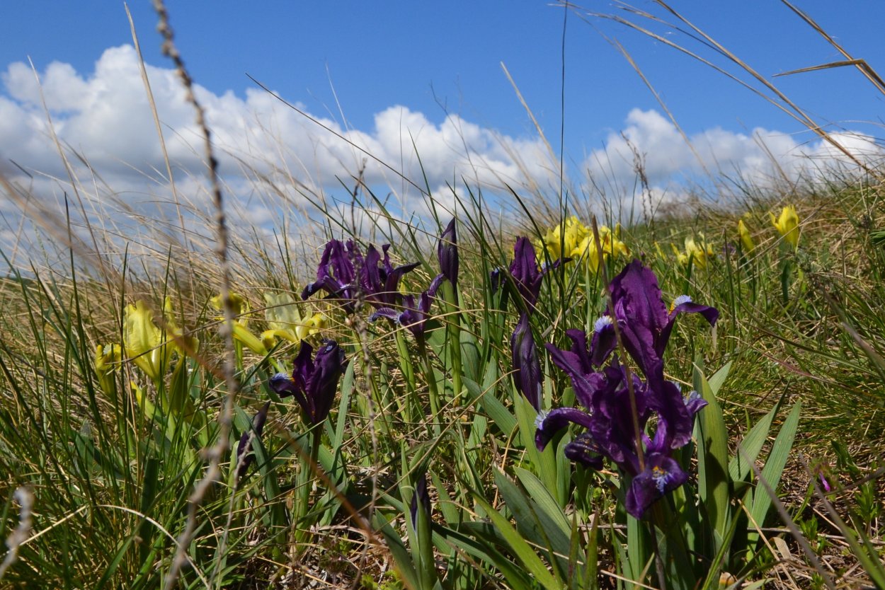 Гиацинт Нидерланды
