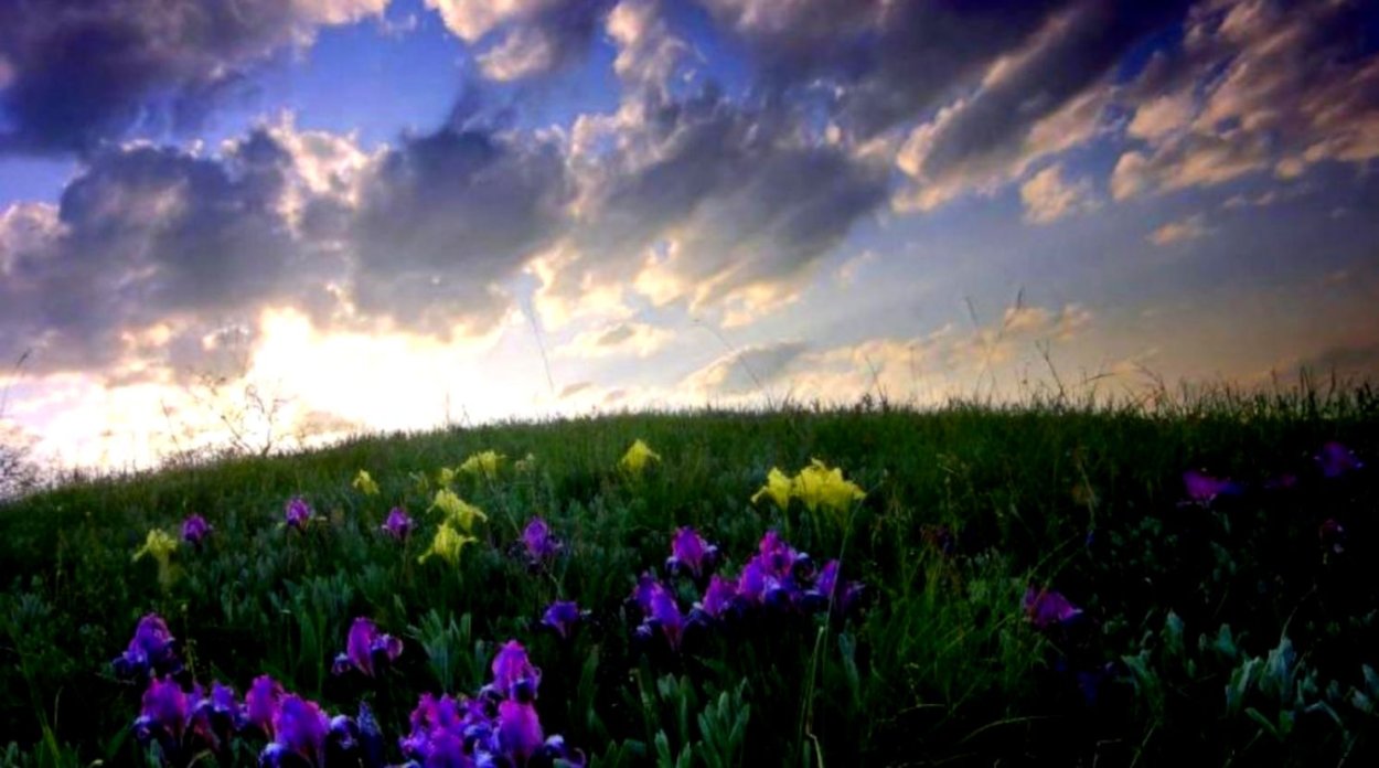 Ирис узколистный