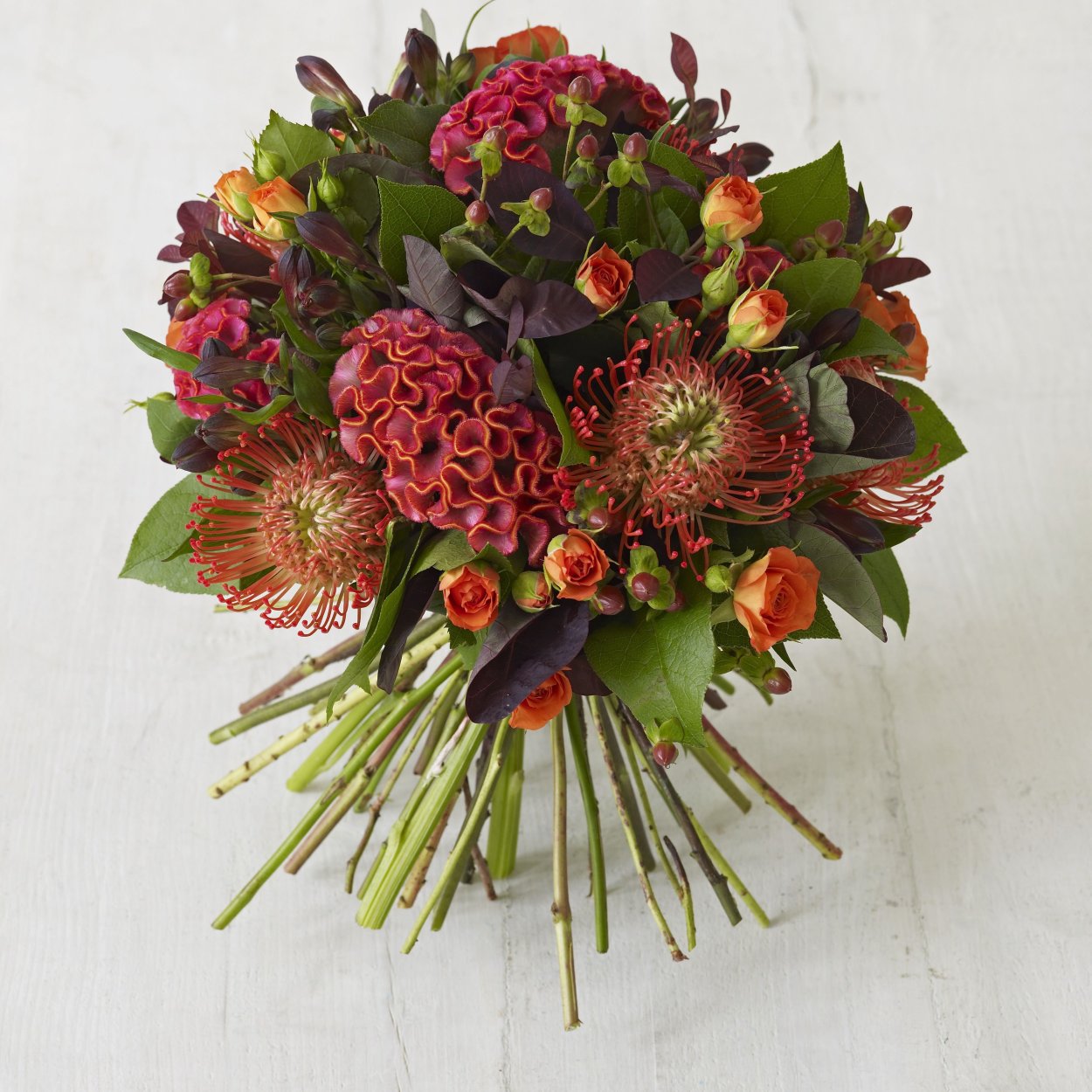 Хиперикум бордовый