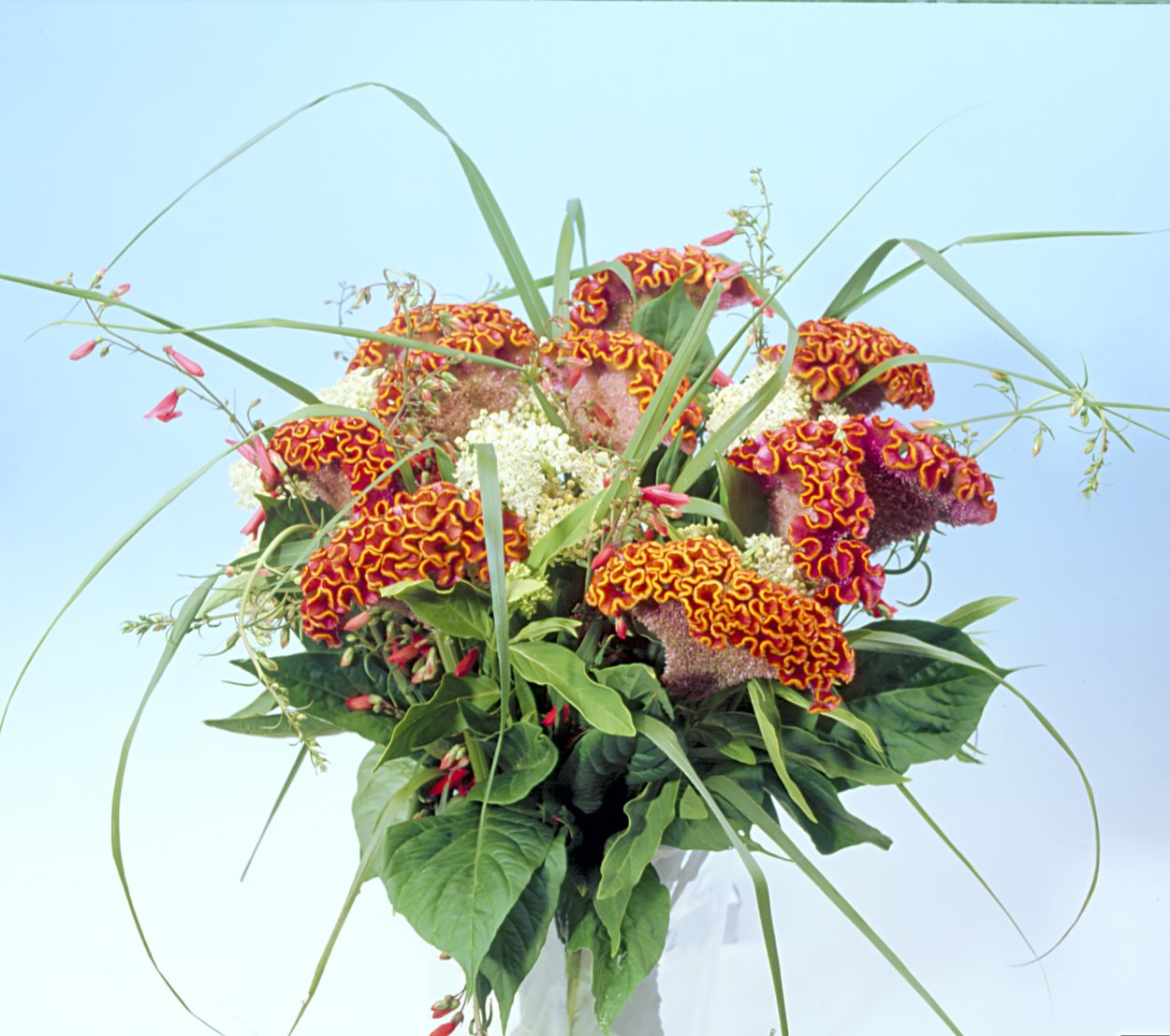 Целозия Бомбей Фиора