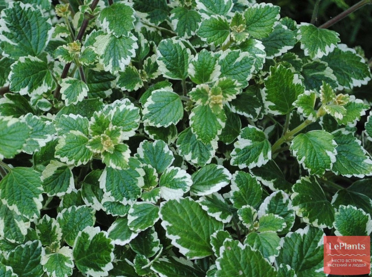 Плектрантус variegatus