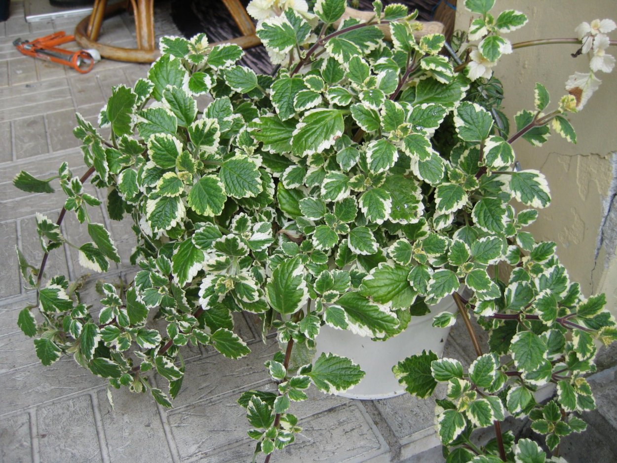 Плектрантус Oregano