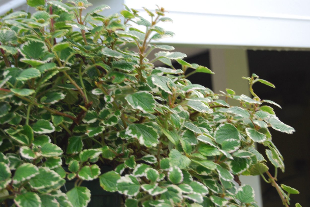 Плектрантус вариегатный