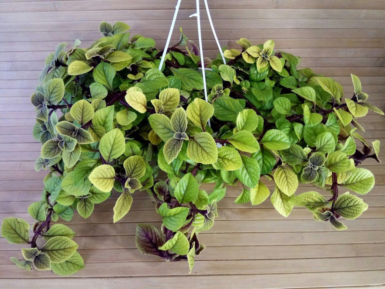 Плектрантус шведский плющ