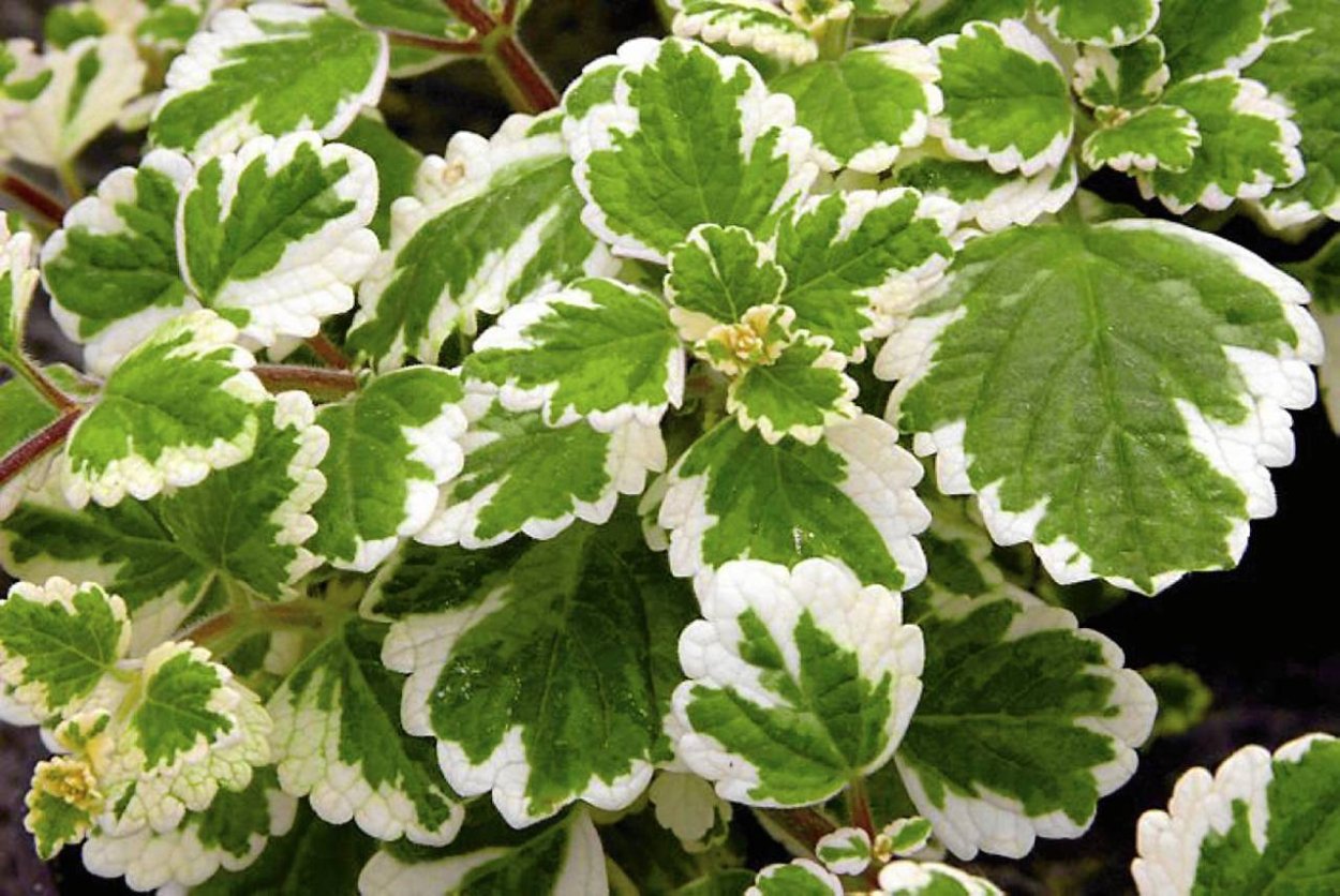 Плектрантус маргинатус