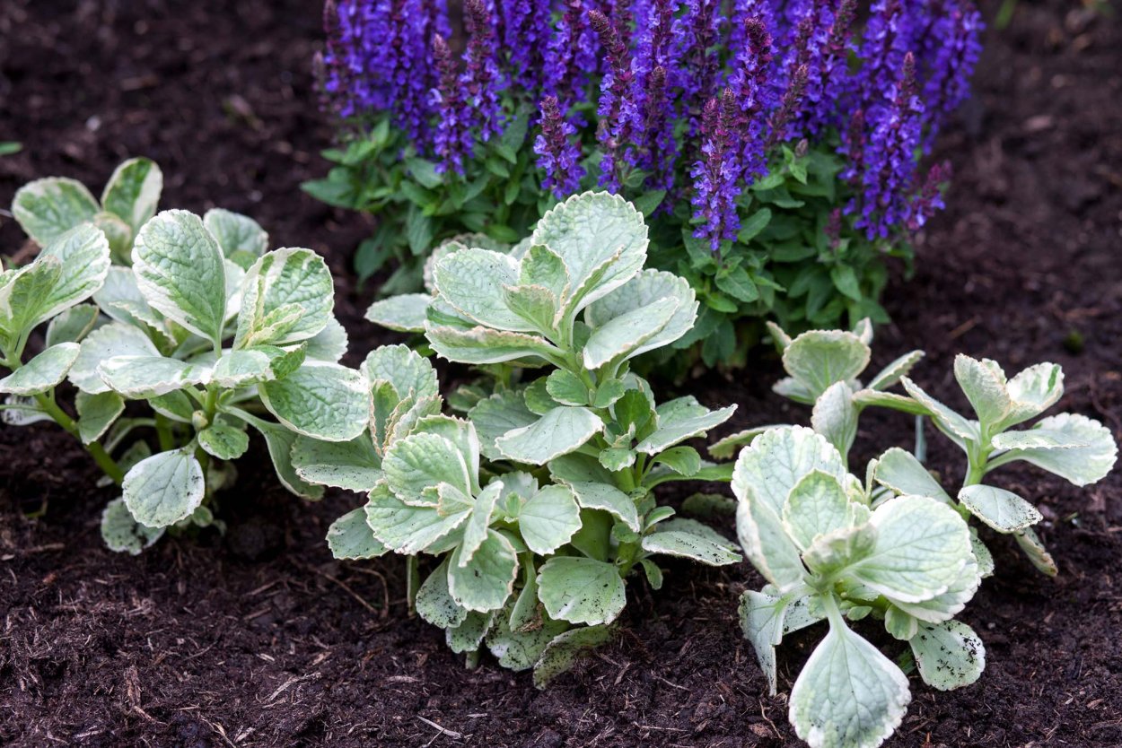 Плектрантус Нико