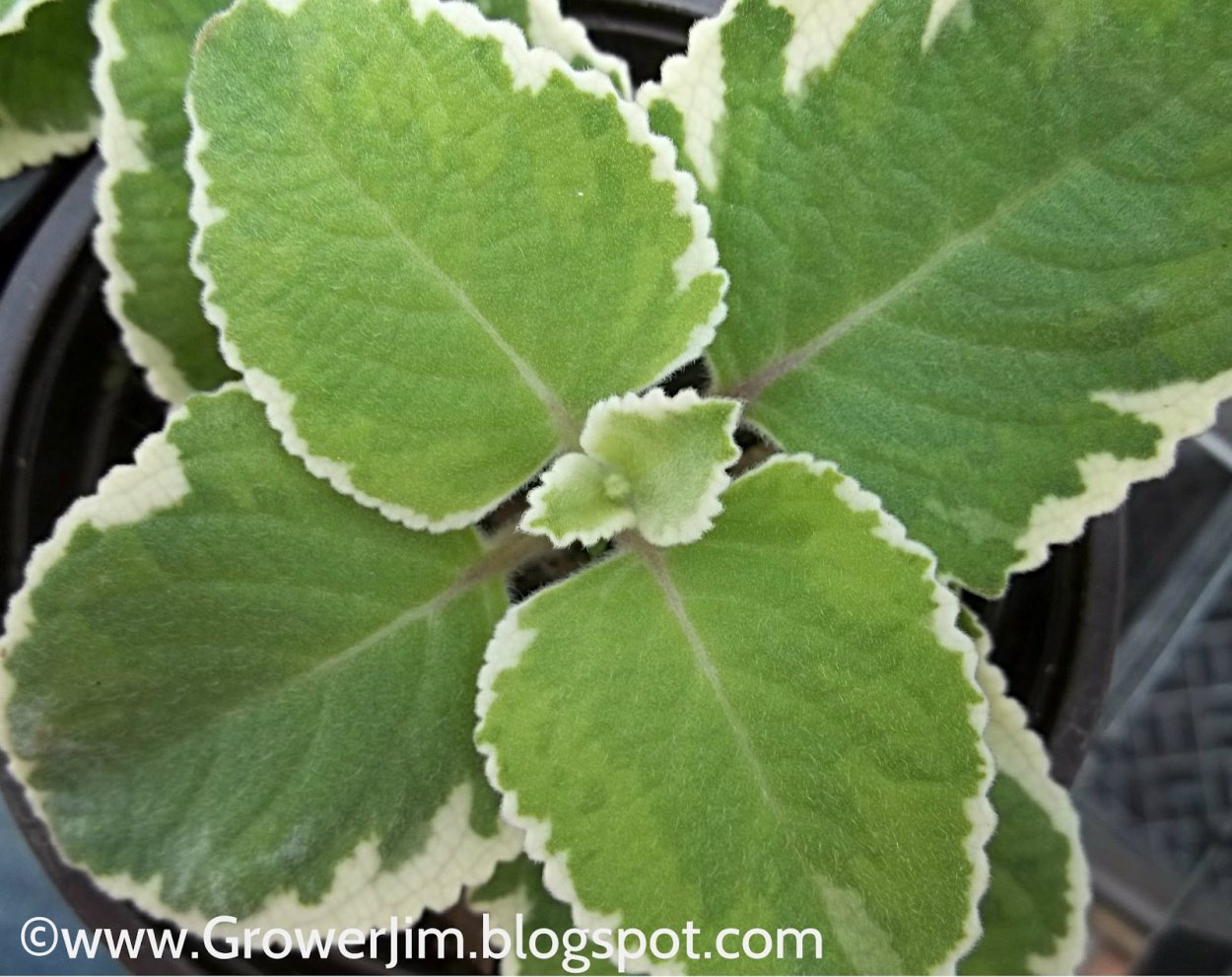 Мята плектрантус размножение