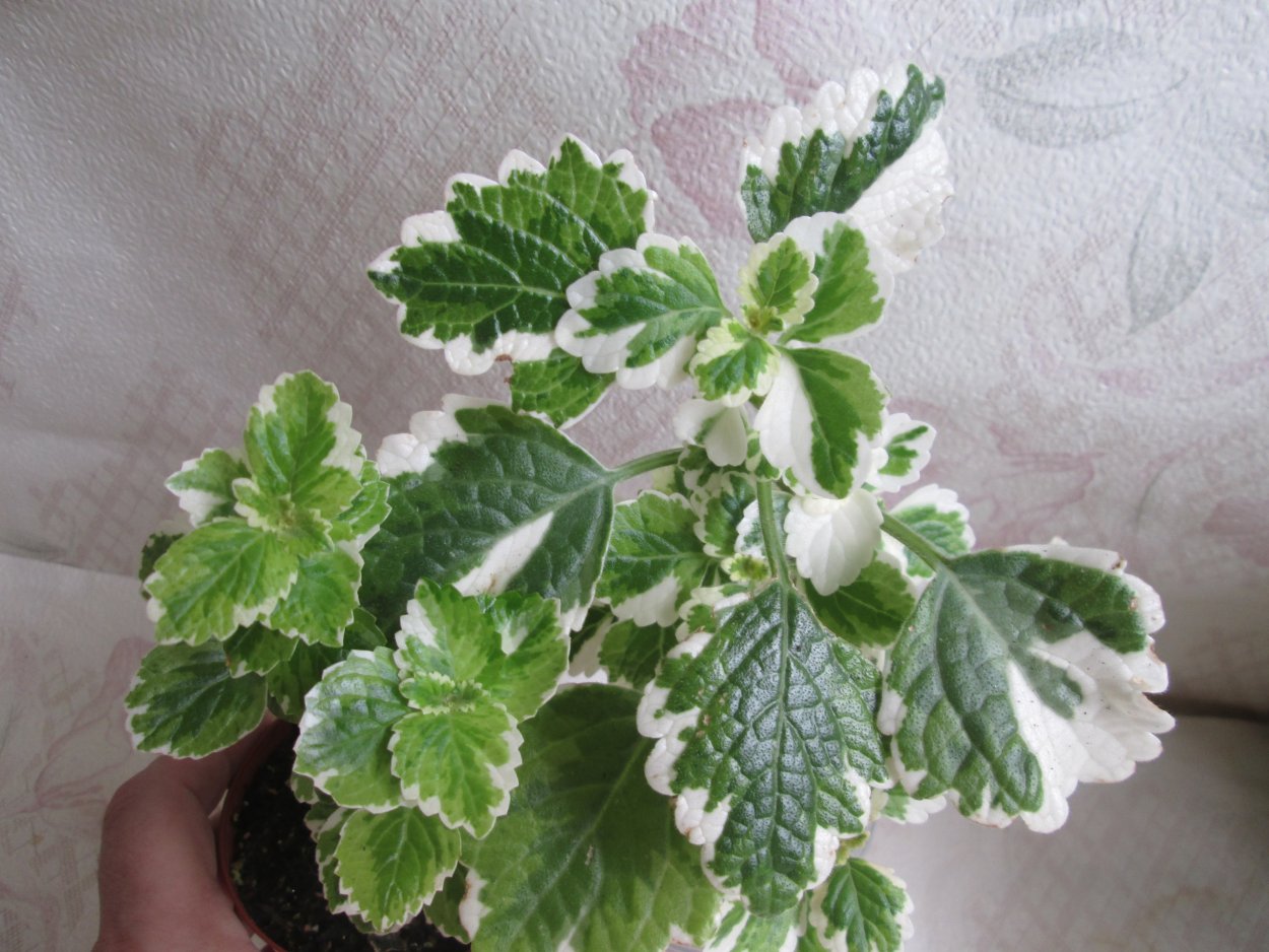 Плектрантус Вариегата