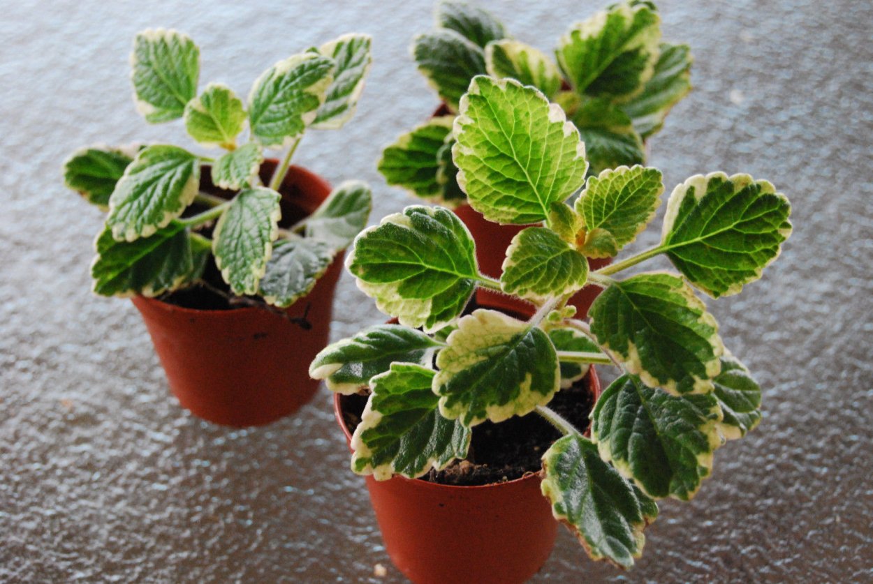 Плектрантус цилиатус