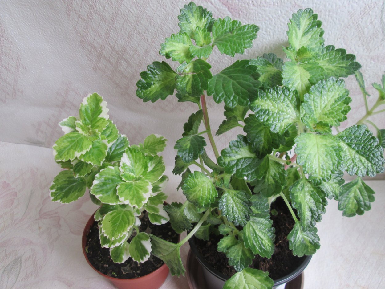 Плектрантус маргинатус