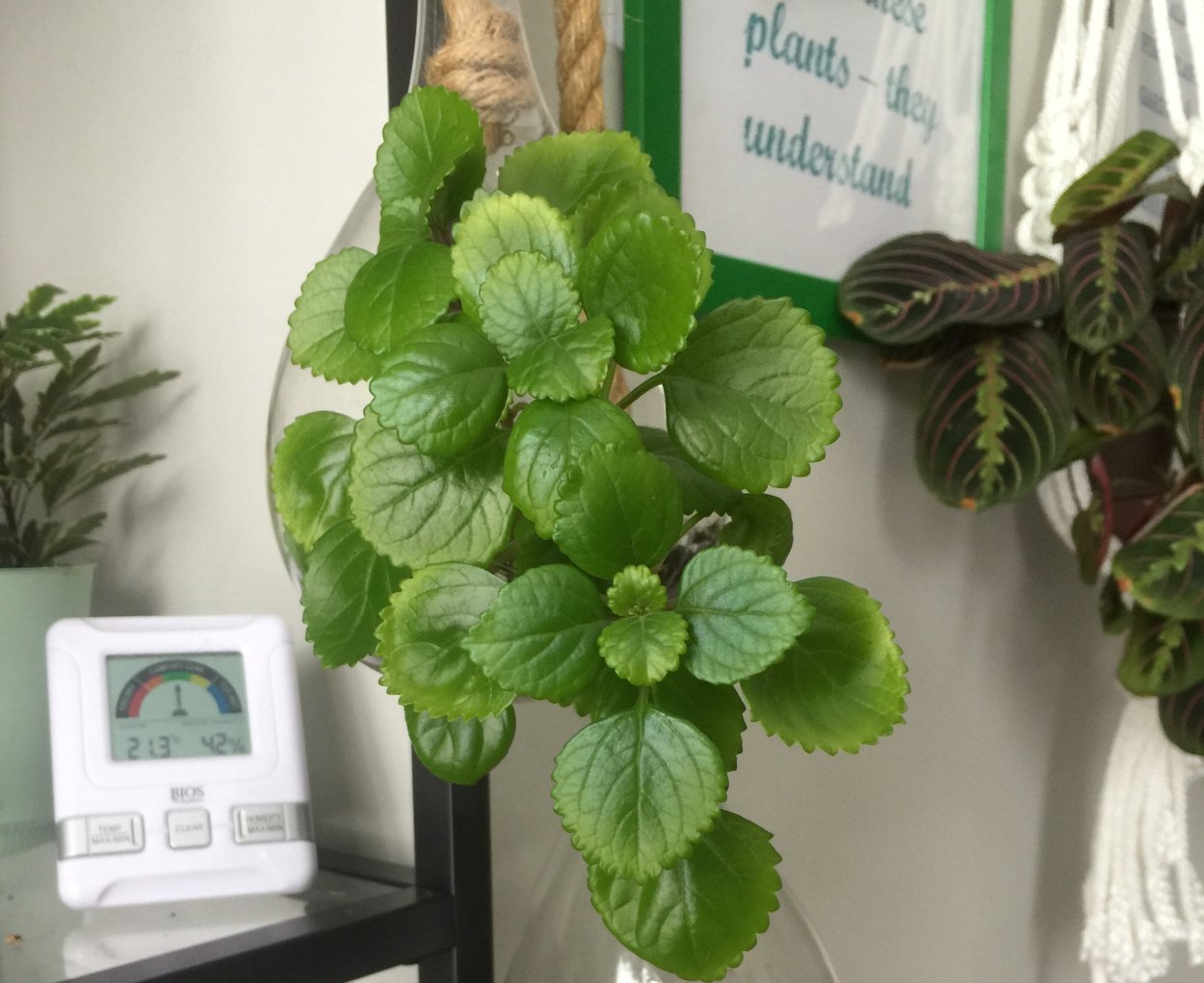 Plectranthus (плектрантус, шпороцветник
