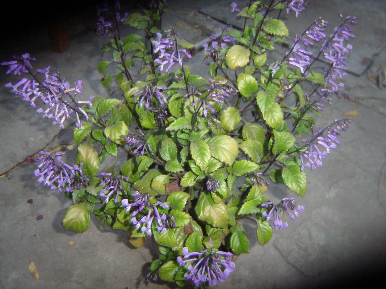 Plectranthus Canina)