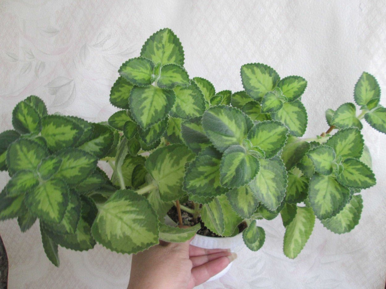 Плектрантус скутелларивидный