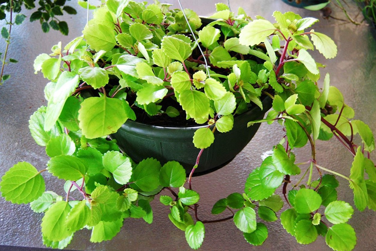 Мята перечная variegata