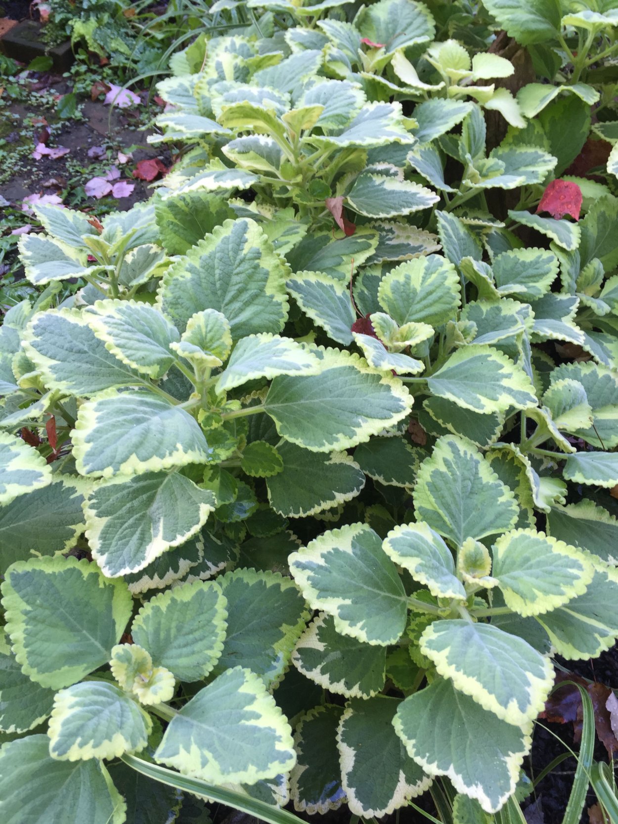 Плектрантус verticillatus