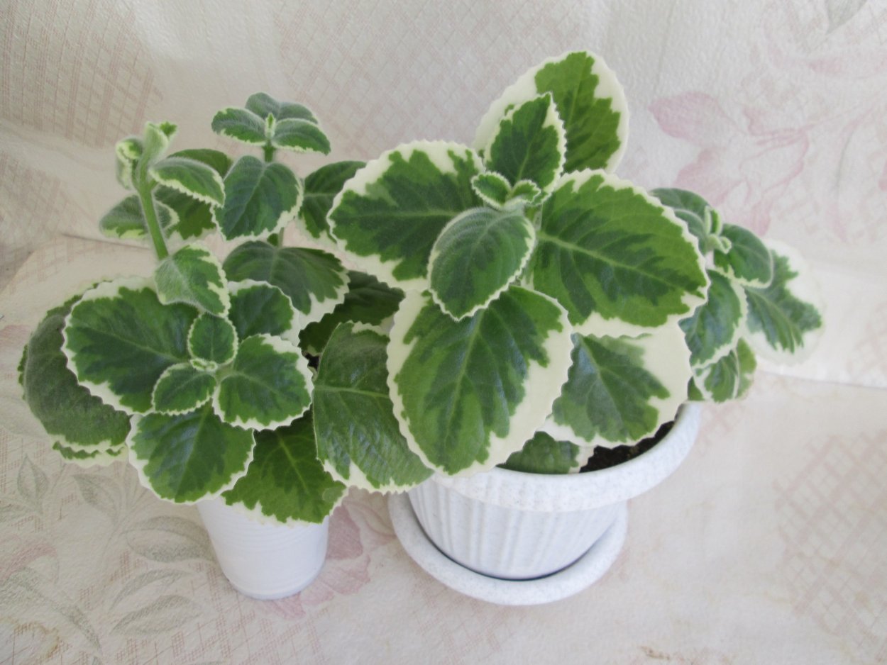 Плектрантус шпороцветник