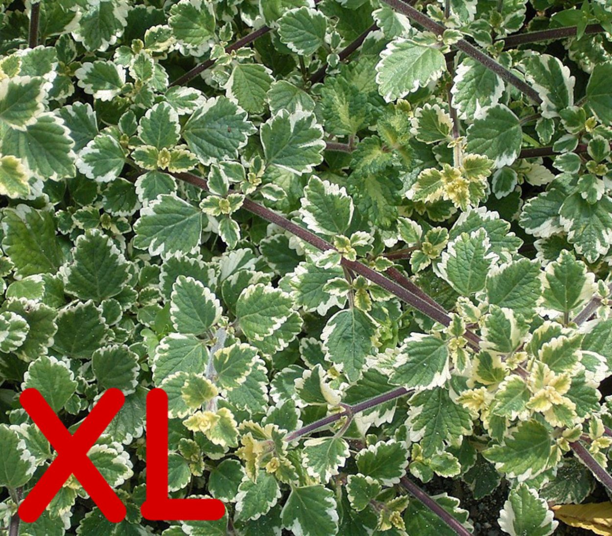 Плектрантус шведский плющ