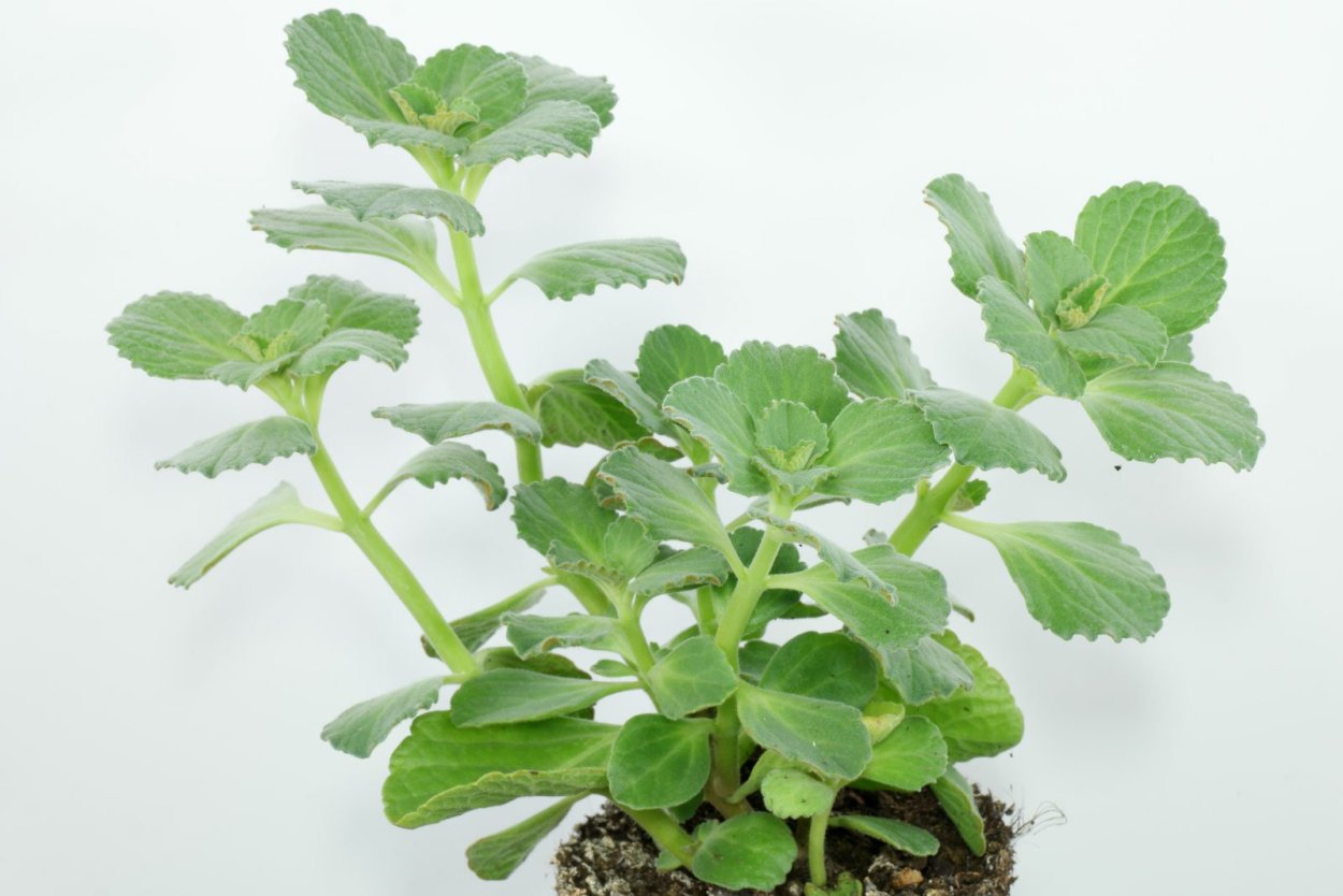 Плектрантус Cuban Oregano