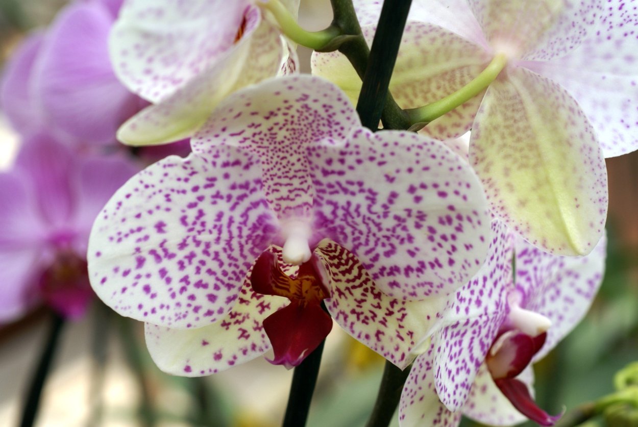 Орхидея Bernhard Phalaenopsis