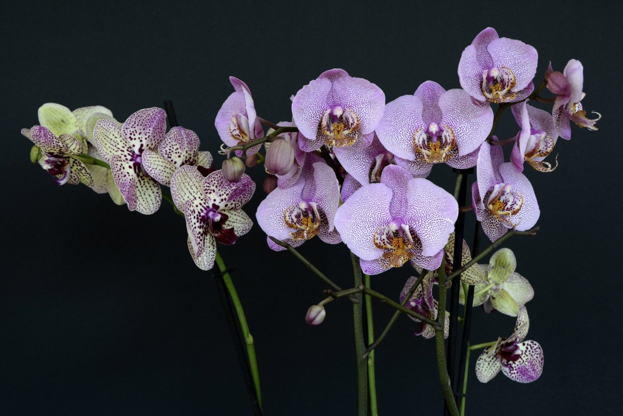 Орхидея Phalaenopsis Potter