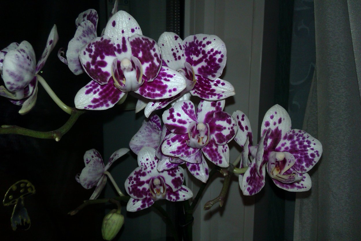 Фаленопсис. Цветение Биг Липов.