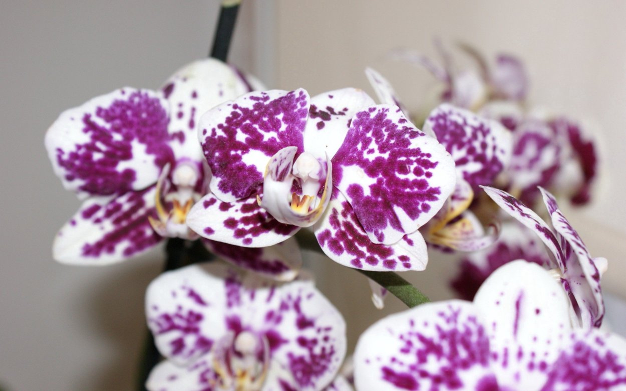 Фаленопсис Клеопатра Phalaenopsis Kleopatra