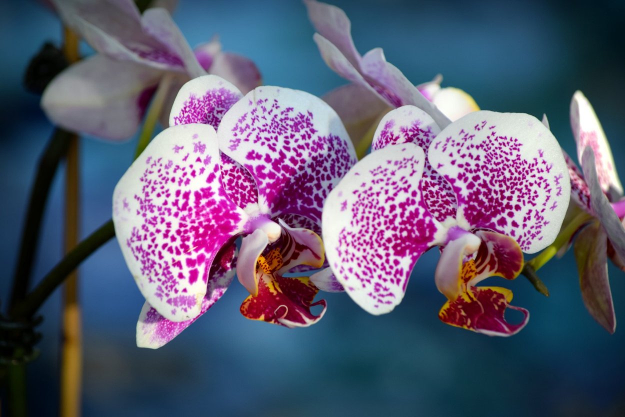 Орхидея фаленопсис euphorion