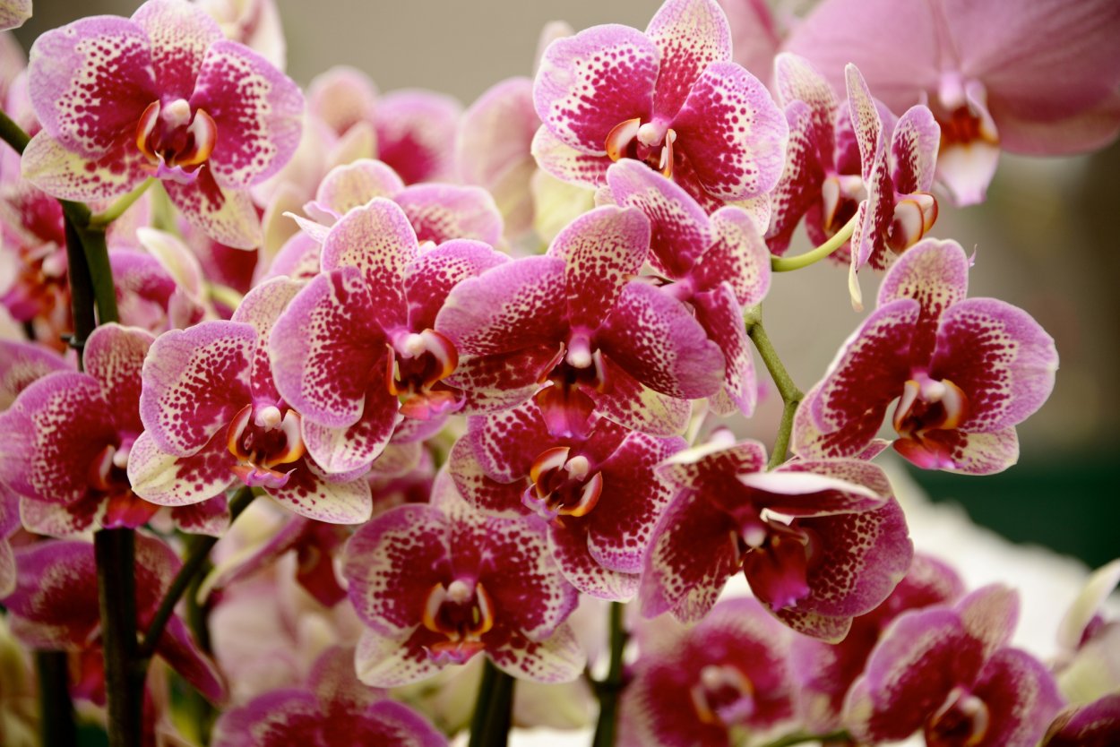 Орхидея Phalaenopsis Astrid