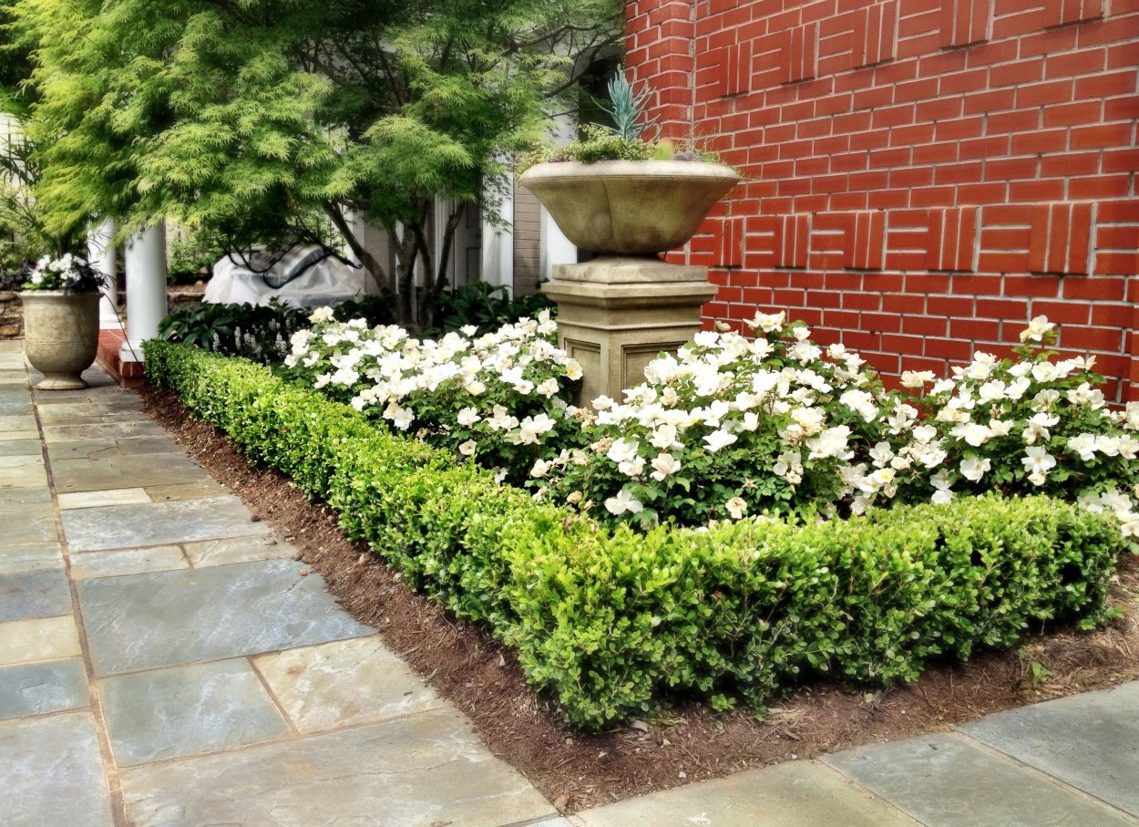 Самшит бордюрный низкорослый