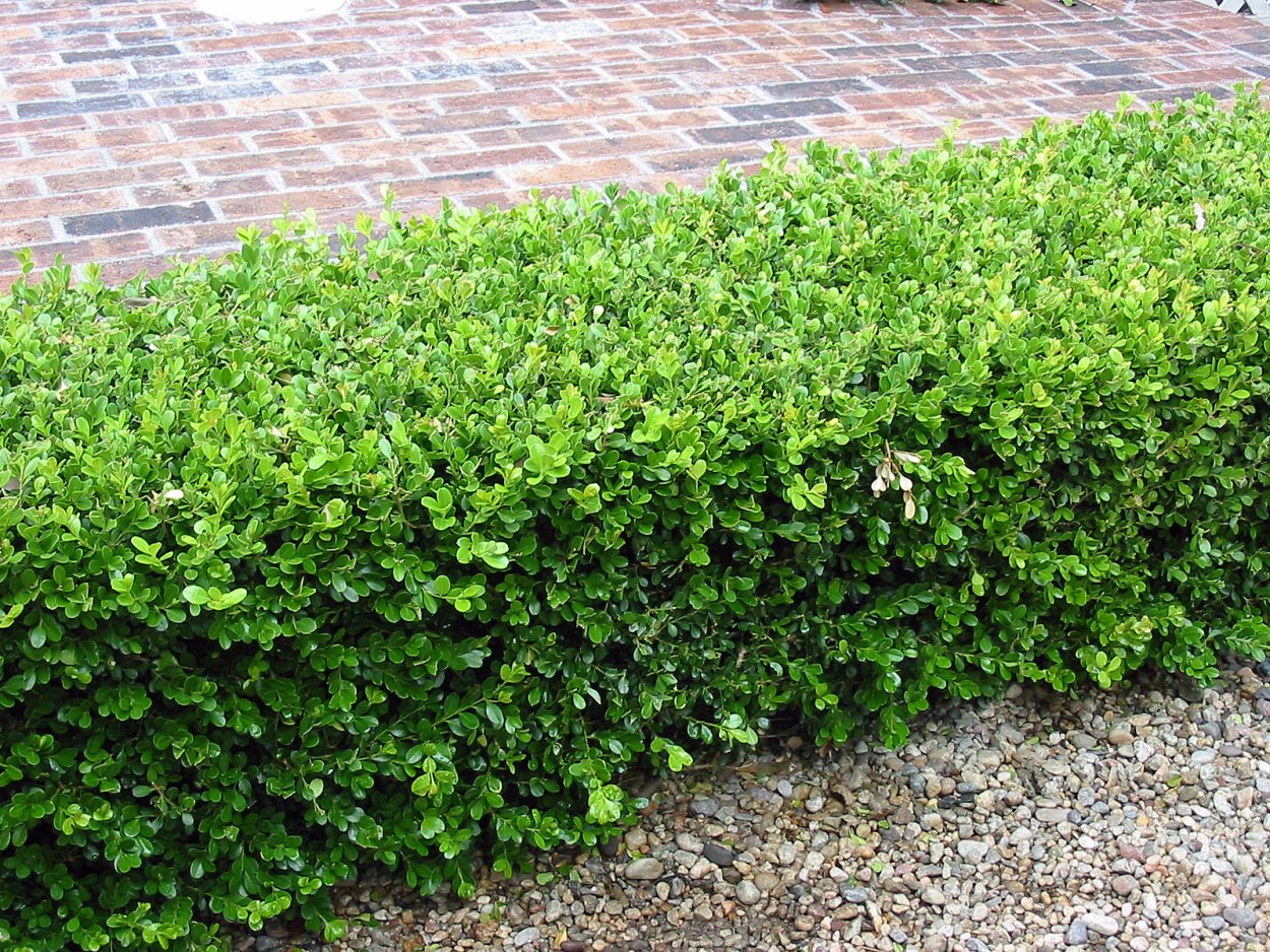 Самшит Buxus microphylla