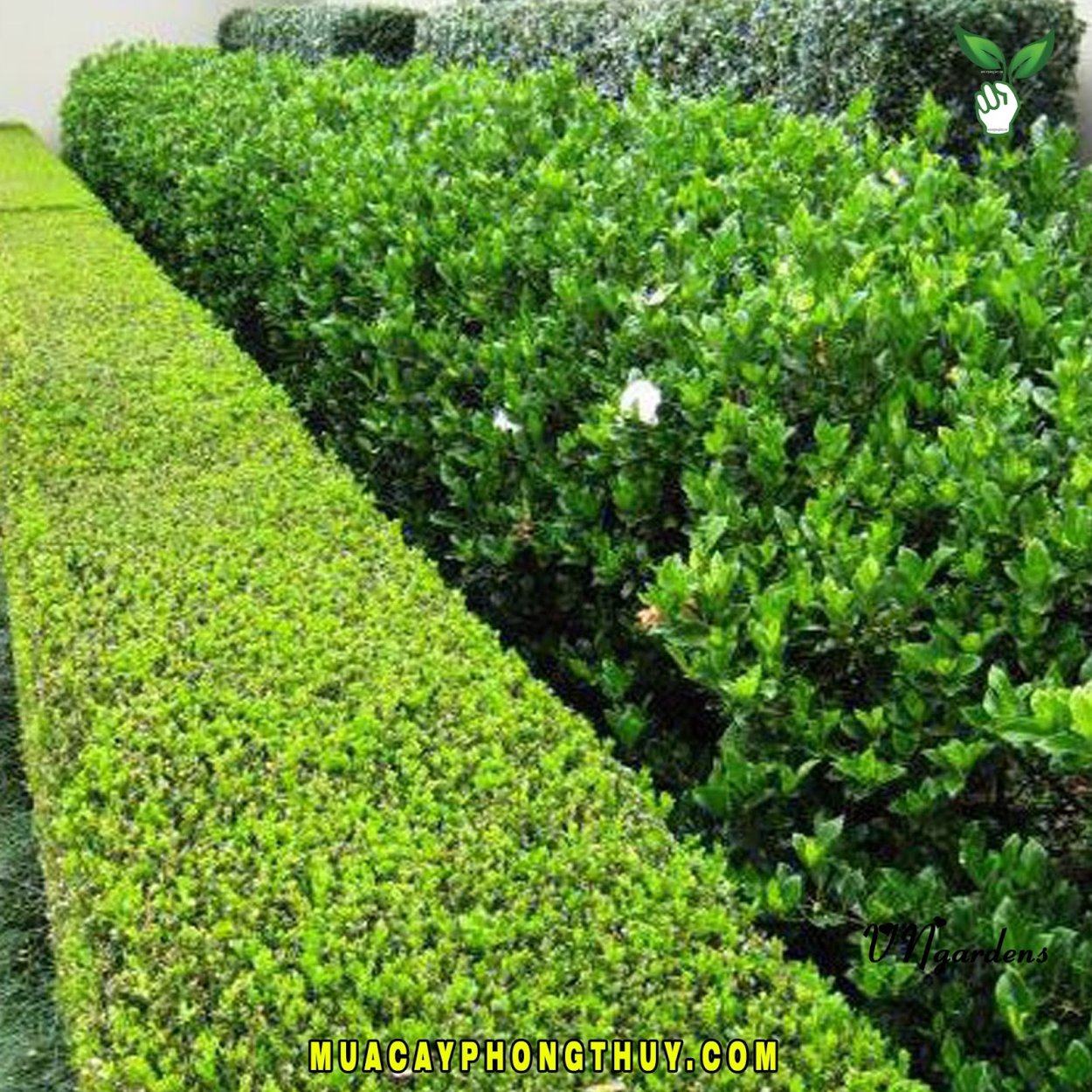 Самшит вечнозеленый изгородь