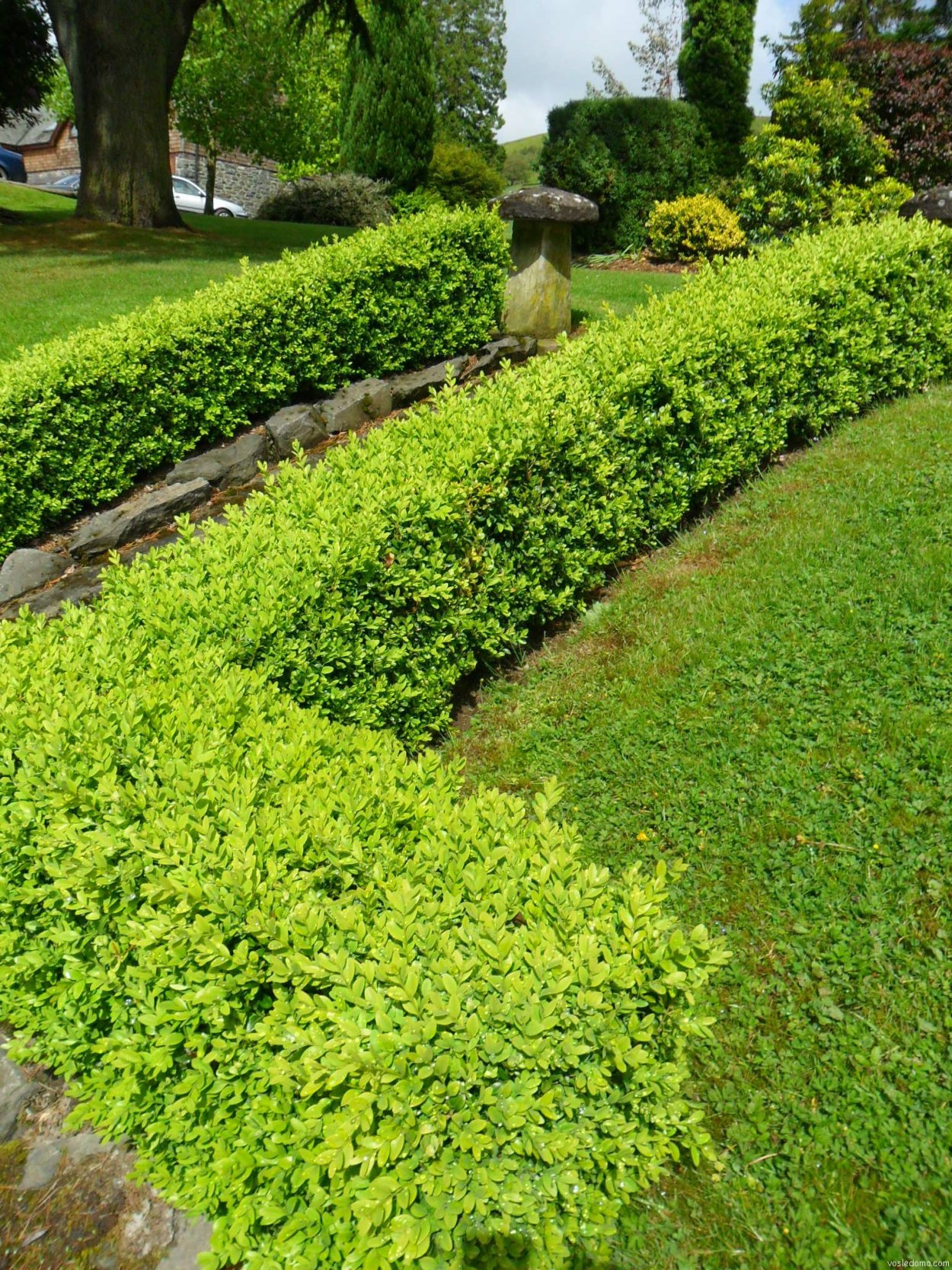 Buxus sempervirens изгородь