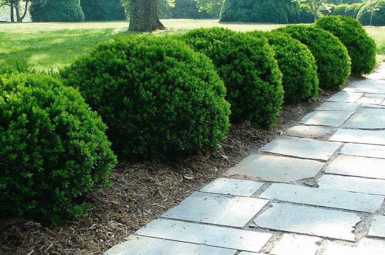 Можжевельник самшит кизильник