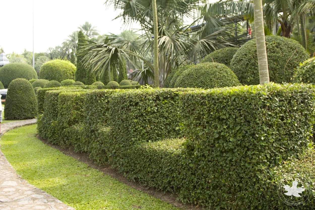 Топиарная стрижка лавровишни