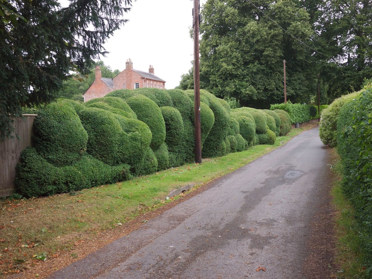 Самшит зеленая изгородь