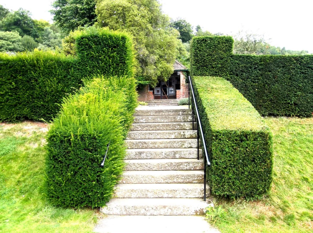 Тис Живая изгородь