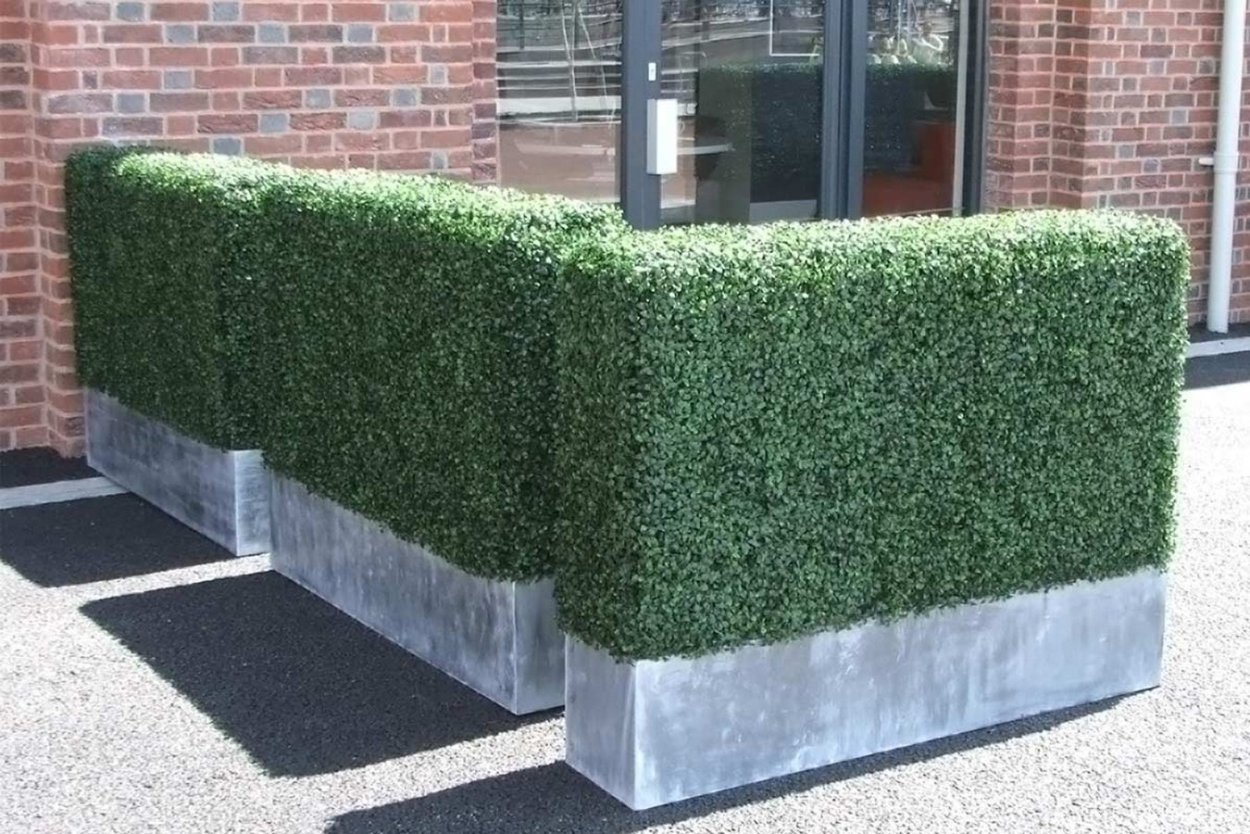 Самшит hedging Buxus