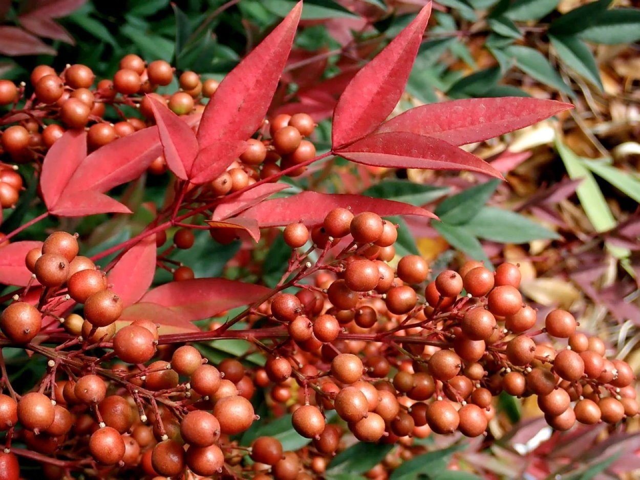 Nandina domestica