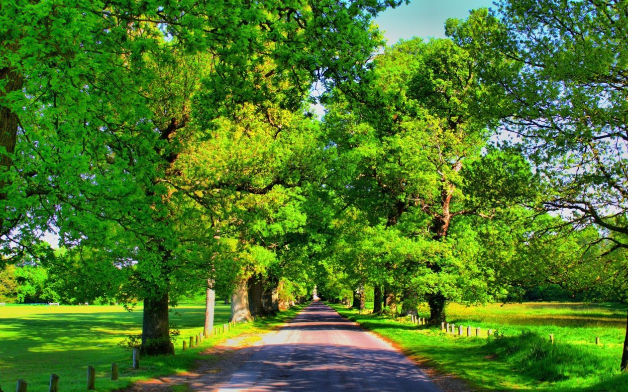 Летняя природа