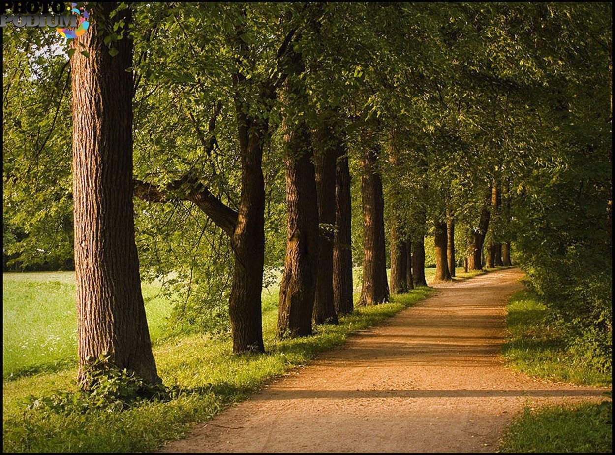 Парк "Липовая аллея" г. Электроугли