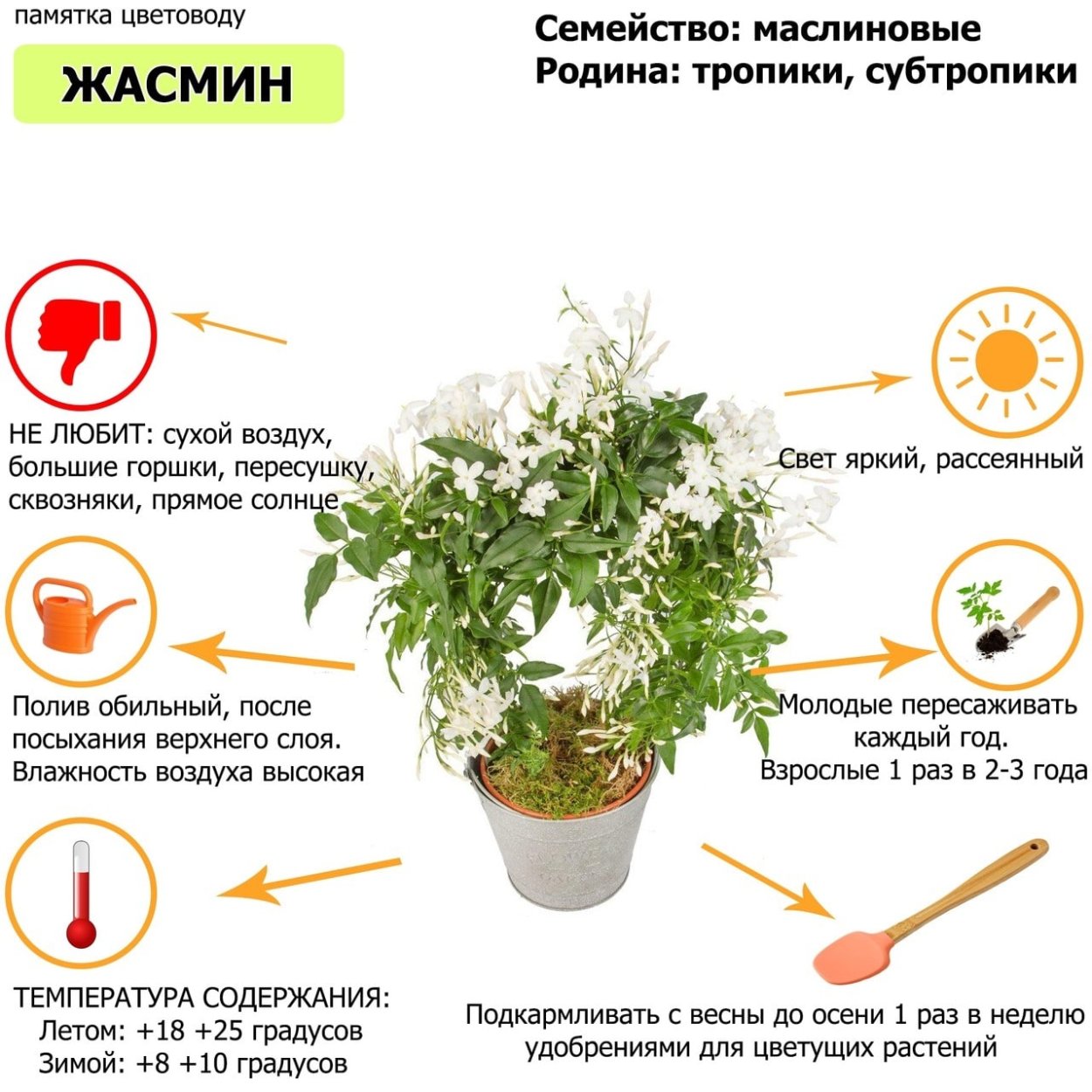 Памятка комнатные растения