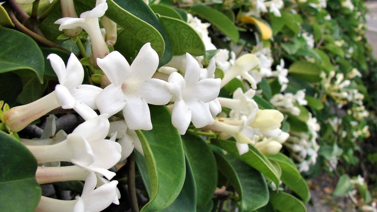 Стефанотис Лиана