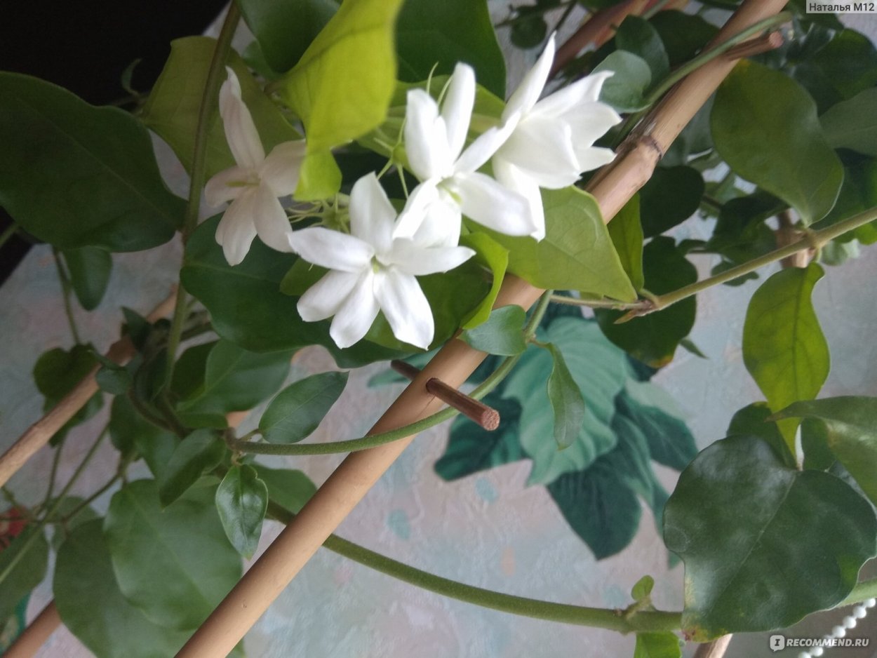 Жасмин самбак